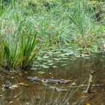 5 cosas que hacer en el jardín para reducir el riesgo de inundaciones