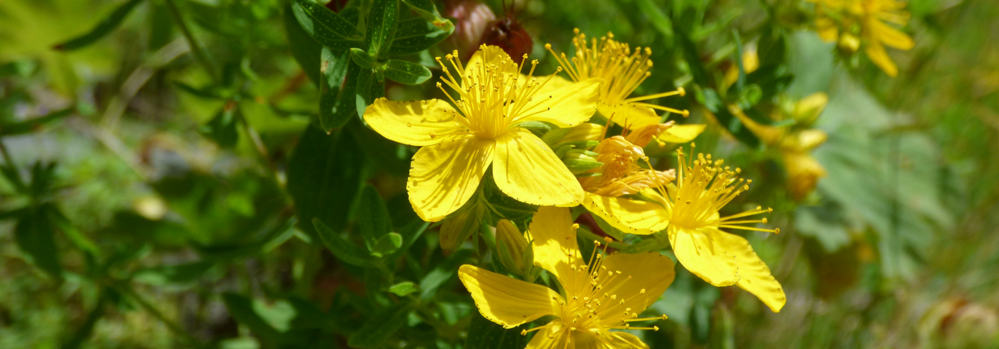 Hypericum, Hierba de San Juan: plantación, poda, cuidados