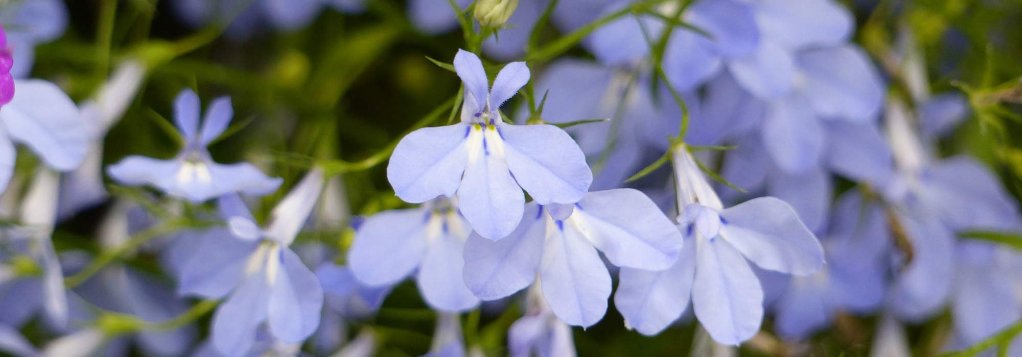 Lobelia, lobelia: siembra, plantación, cultivo, cuidado