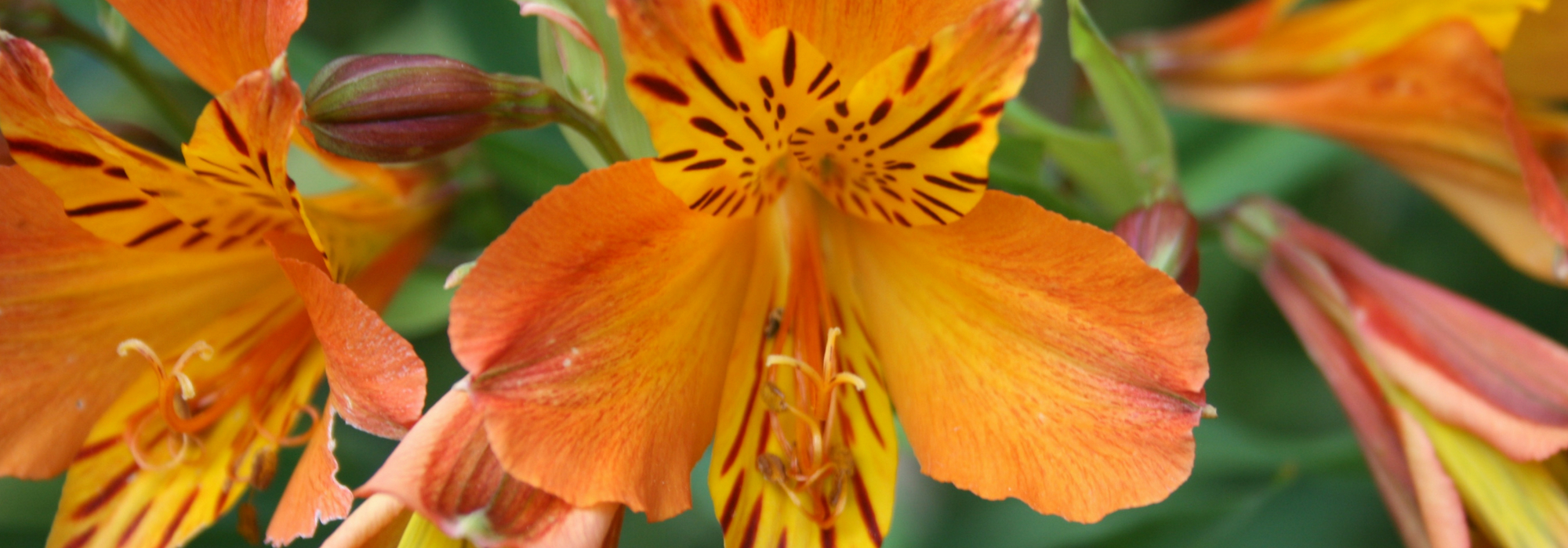 Lirio del Perú, Alstroemeria: plantar, cultivar, cuidar