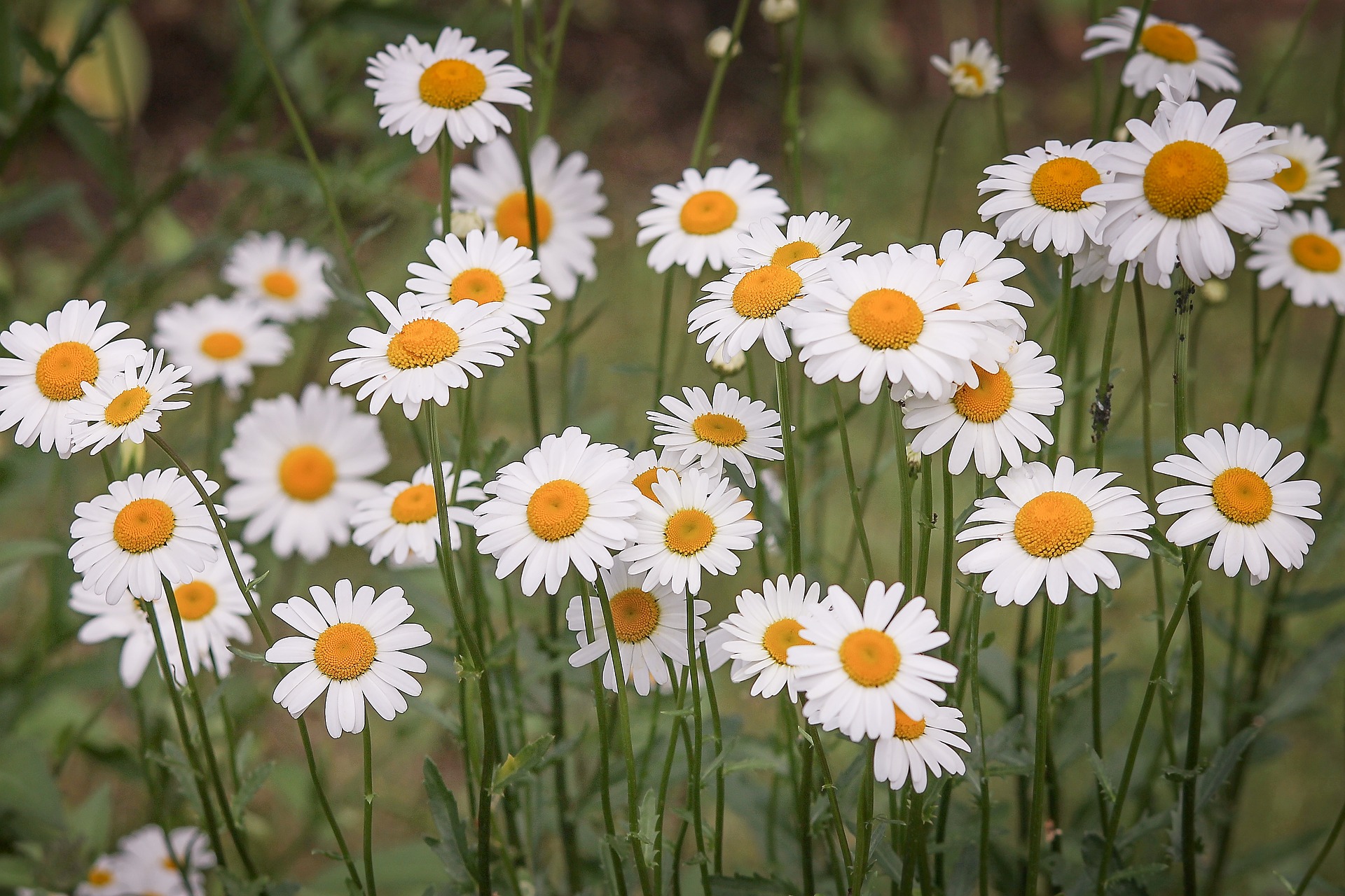 Margarita, Leucanthemum: plantar y cuidar