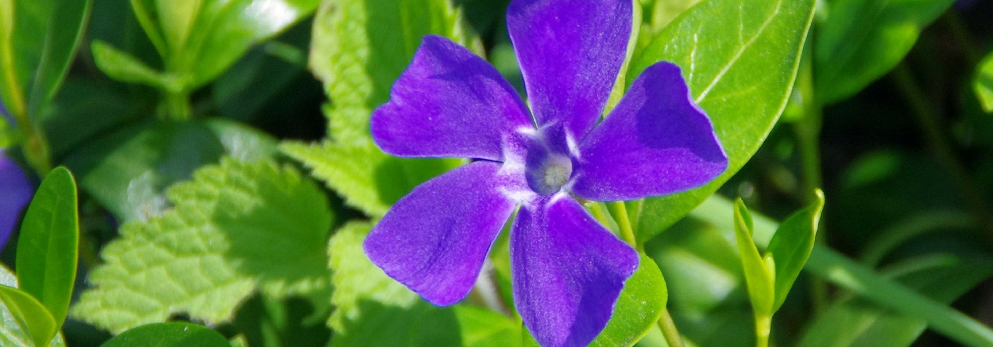Vinca: plantar, cultivar y cuidar