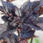 Physocarpus, Physocarpe con hojas de saúco: plantar, podar y cuidar