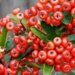 Pyracantha, Piracanta: plantar, podar y mantener