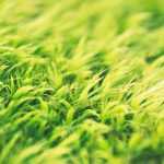 Cómo tener un césped hermoso: 10 preguntas y respuestas