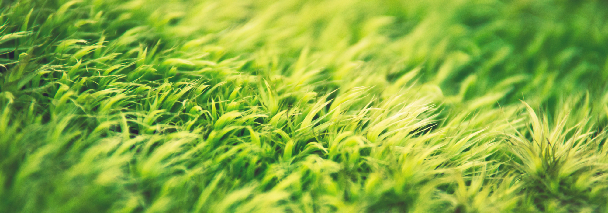 Cómo tener un césped hermoso: 10 preguntas y respuestas