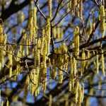 Avellano, Corylus: plantar, podar y mantener