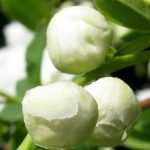 Exochorda, Baya de nieve: plantar, cultivar, podar