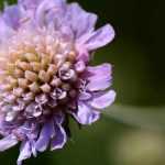 Knautia: Plantación, cultivo y cuidados