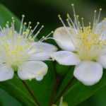 Mirto, Myrtus: plantar, podar y cuidar
