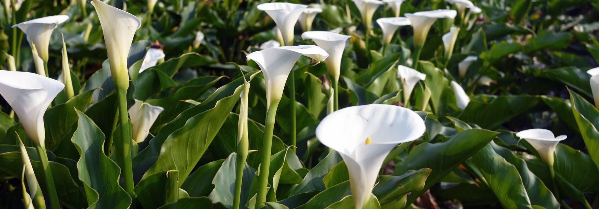 Arums: plantar, cultivar y cuidar