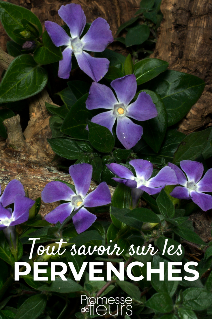 Vinca: plantar, cultivar y cuidar - Nuestros consejos