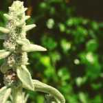 Oreja de oso, Stachys: plantación, cultivo y mantenimiento