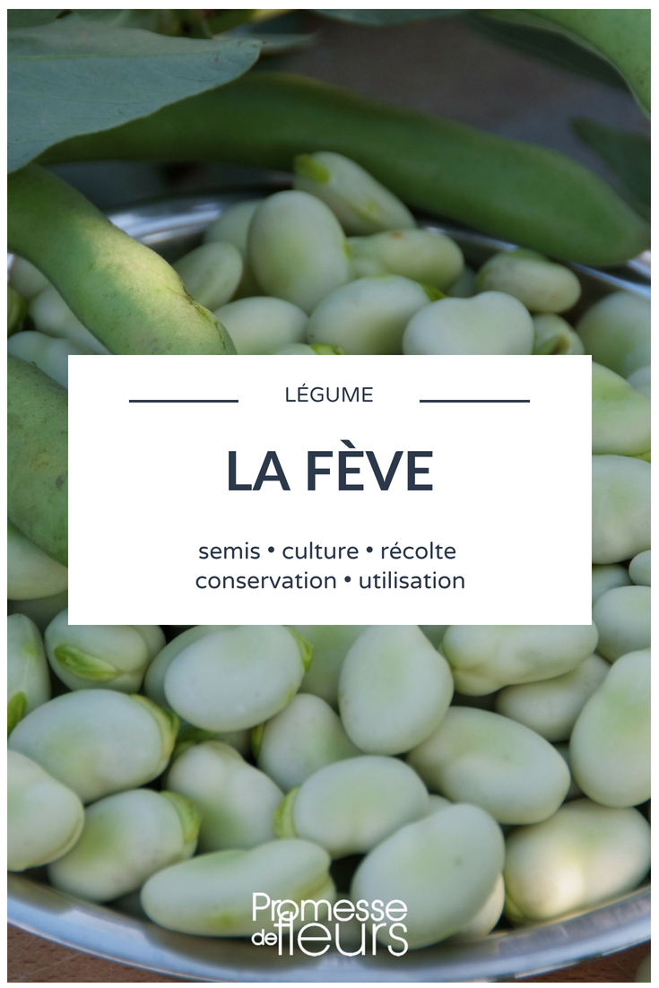 El haba, sembrar, cultivar, cosechar