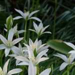 Ornithogalum: plantar, cultivar y mantener