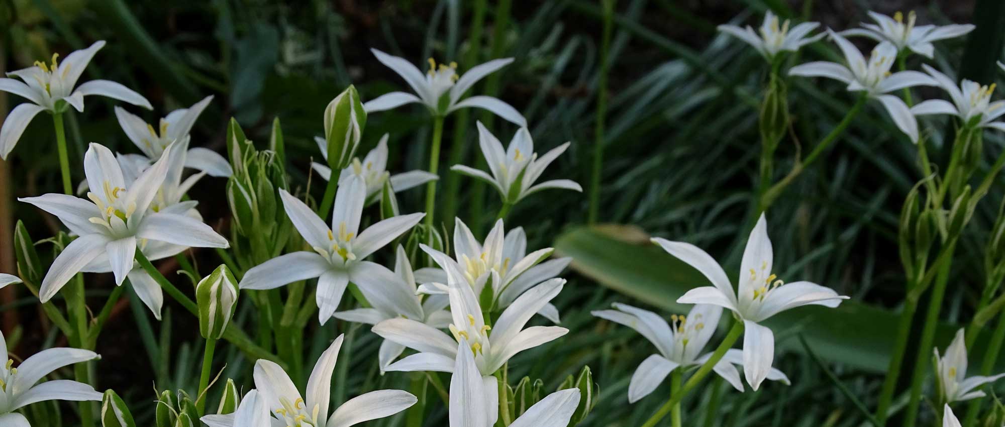 Ornithogalum: plantar, cultivar y mantener