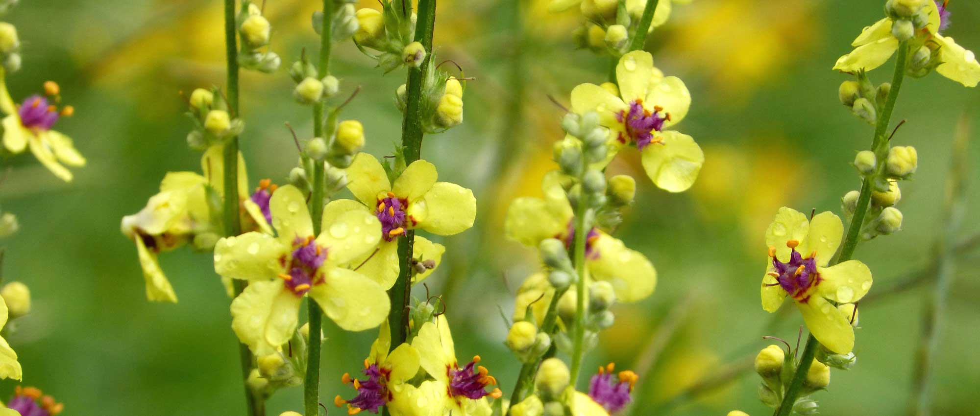 Verbascum, Gordolobo: plantar, cultivar y cuidar