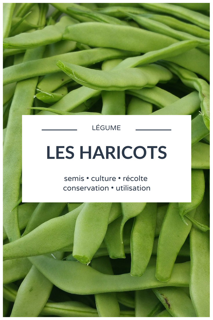 judías _ sembrar, cultivar, cosechar