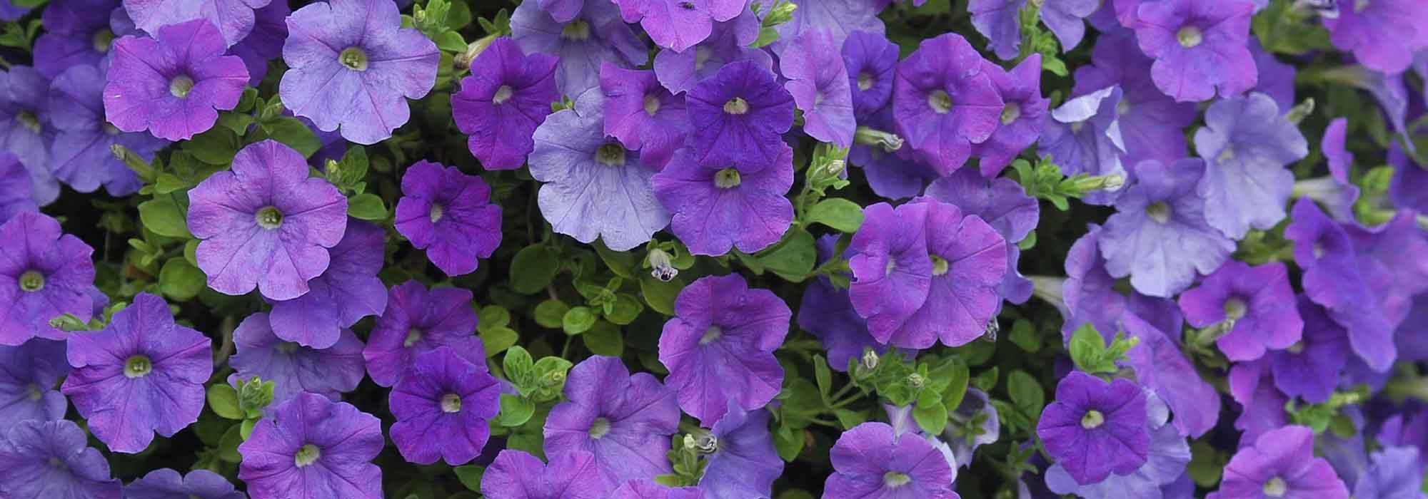 Pétunia, Surfinia, Calibrachoa: plantar, sembrar, cuidar