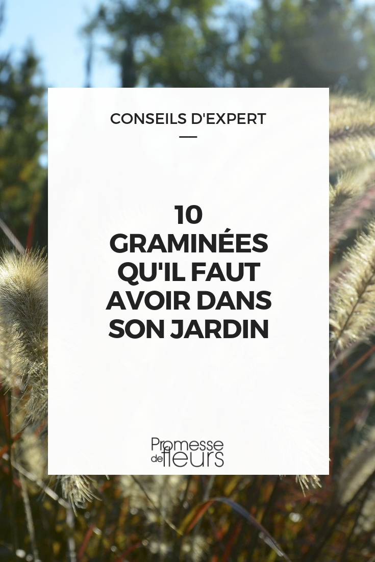 10 gramíneas que debes tener en tu jardín (1)