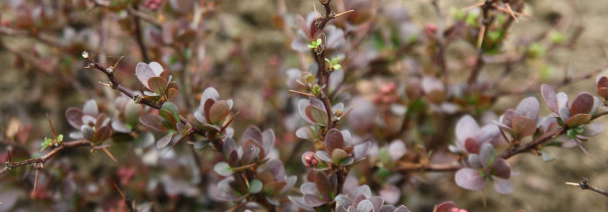 Berberis, espina Acedera común: plantar, podar y mantener