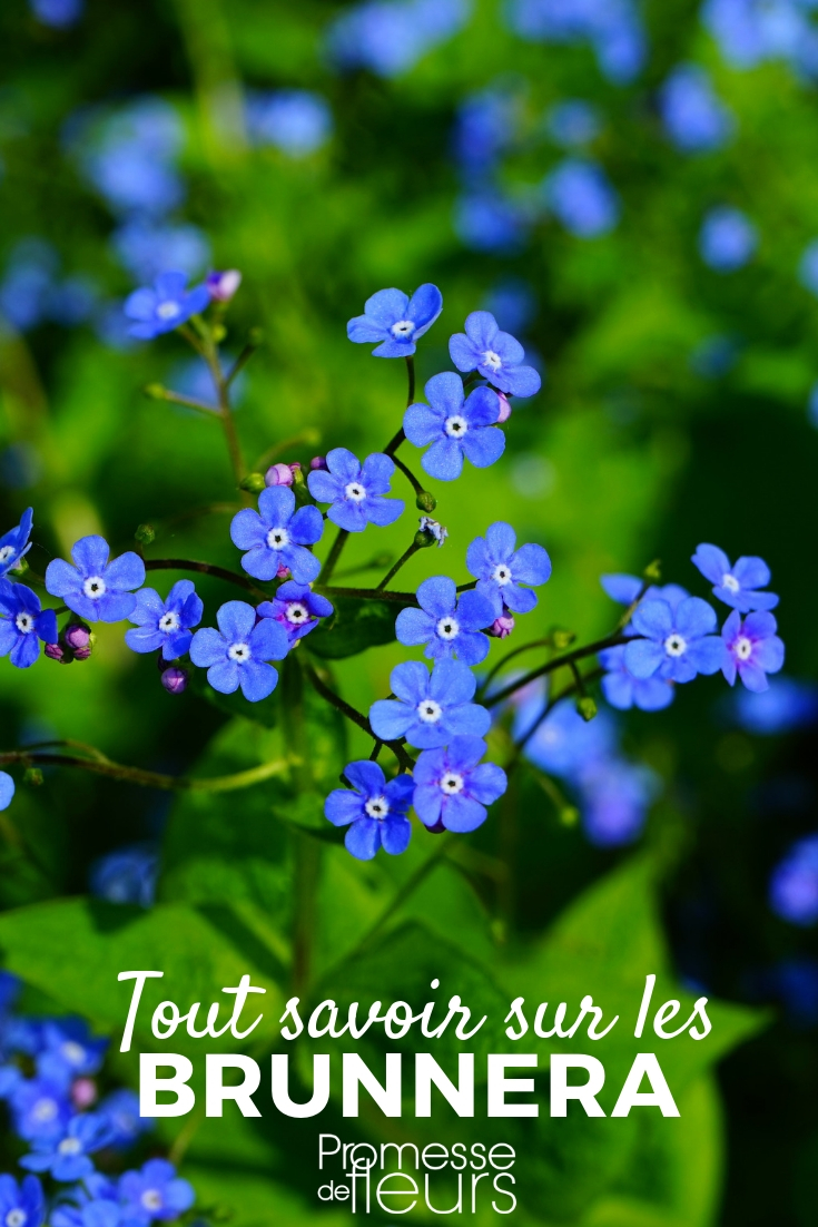 Brunnera - Nomeolvides del Cáucaso