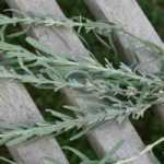 ¿Cómo hacer esquejes de lavanda? Tutorial ilustrado