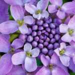 Ibéris, Carraspique: Plantación, siembra y cuidado