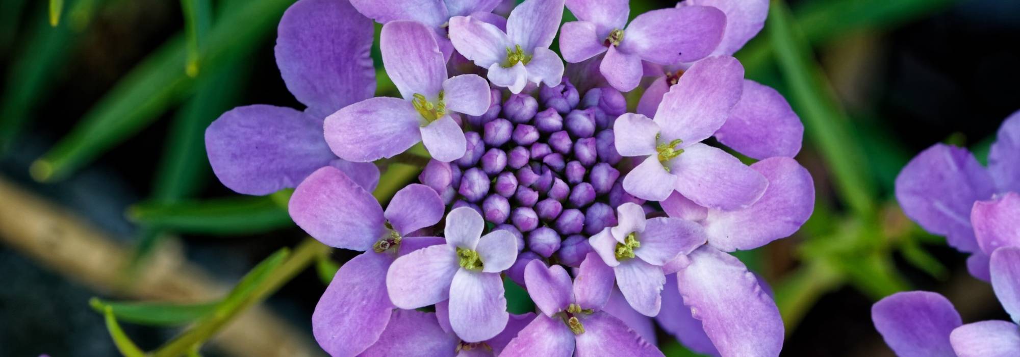 Ibéris, Carraspique: Plantación, siembra y cuidado