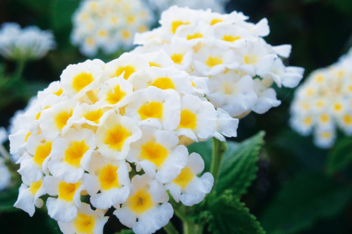 Lantana