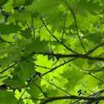 Robles: plantar, podar y cuidar