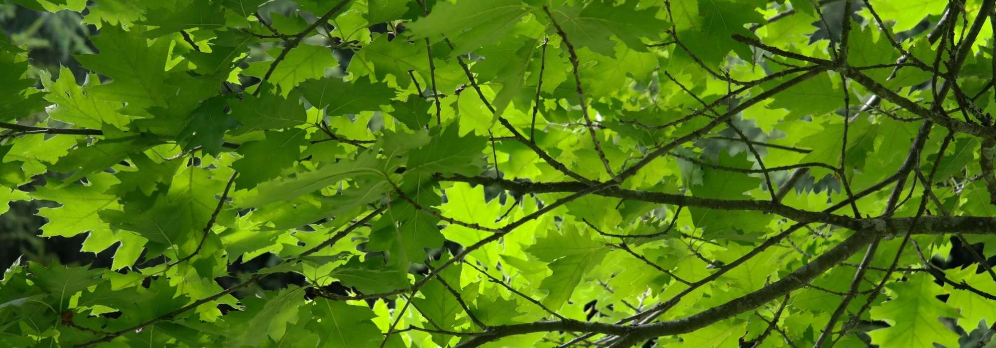 Robles: plantar, podar y cuidar