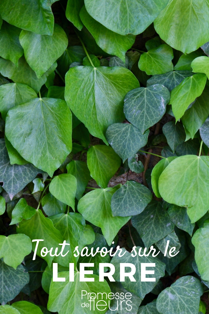 Hiedra, Hedera helix, planta trepadora