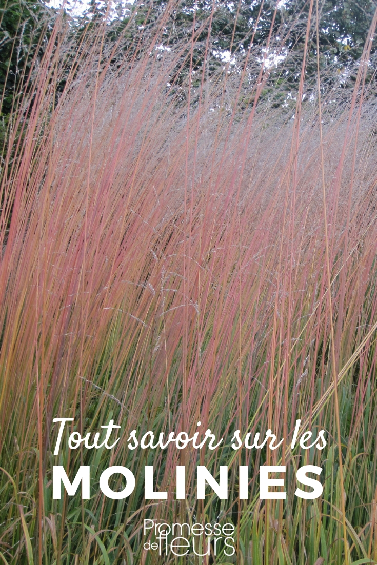 Molínia, Molinia