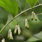 Sello de Salomón, Polygonatum: plantar, dividir y cuidar