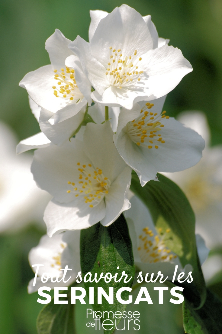 Jazmín del Cabo - Philadelphus