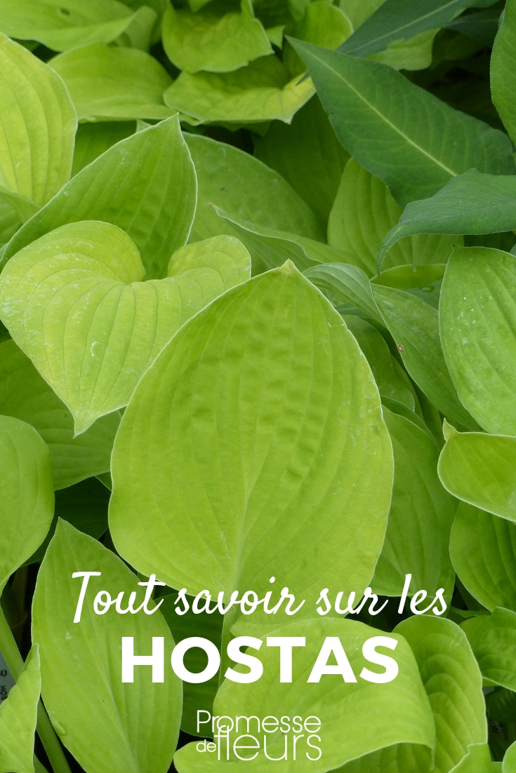 **Hosta: consejos para plantar, cultivar y cuidar en el jardín**
Los hostas son plantas perennes muy apreciadas por su follaje decorativo y su capacidad para crecer en zonas sombreadas. Aquí tienes algunos consejos para plantar, cultivar y cuidar estas plantas en tu jardín:
### **Plantación**
1. **Época ideal**: Planta los hostas en primavera u otoño, cuando las temperaturas son más suaves.
2. **Ubicación**: Elige un lugar con sombra parcial o total. Algunas variedades toleran un poco de sol, pero evita la exposición directa al sol intenso.
3. **Suelo**: Prefieren un suelo rico, bien drenado y ligeramente ácido. Enmienda la tierra con compost o materia orgánica antes de plantar.
4. **Espaciado**: Deja suficiente espacio entre las plantas (30-60 cm, según la variedad) para permitir su crecimiento.
### **Cultivo**
1. **Riego**: Mantén el suelo húmedo, especialmente durante los primeros meses después de la plantación. Evita el encharcamiento.
2. **Fertilización**: Aplica un fertilizante equilibrado en primavera y a mediados del verano para estimular el crecimiento.
3. **Mulching**: Coloca una capa de mantillo alrededor de las plantas para conservar la humedad y controlar las malas hierbas.
### **Cuidados**
1. **Protección contra plagas**: Los caracoles y babosas son enemigos comunes de los hostas. Usa trampas o repelentes naturales para protegerlas.
2. **División**: Cada 3-5 años, divide las matas en primavera u otoño para rejuvenecerlas y controlar su tamaño.
3. **Poda**: Retira las hojas marchitas o dañadas para mantener la planta saludable y estéticamente atractiva.
Con estos consejos, tus hostas lucirán espectaculares y aportarán un toque de elegancia a tu jardín. ¡Disfruta de su belleza durante muchos años! ????