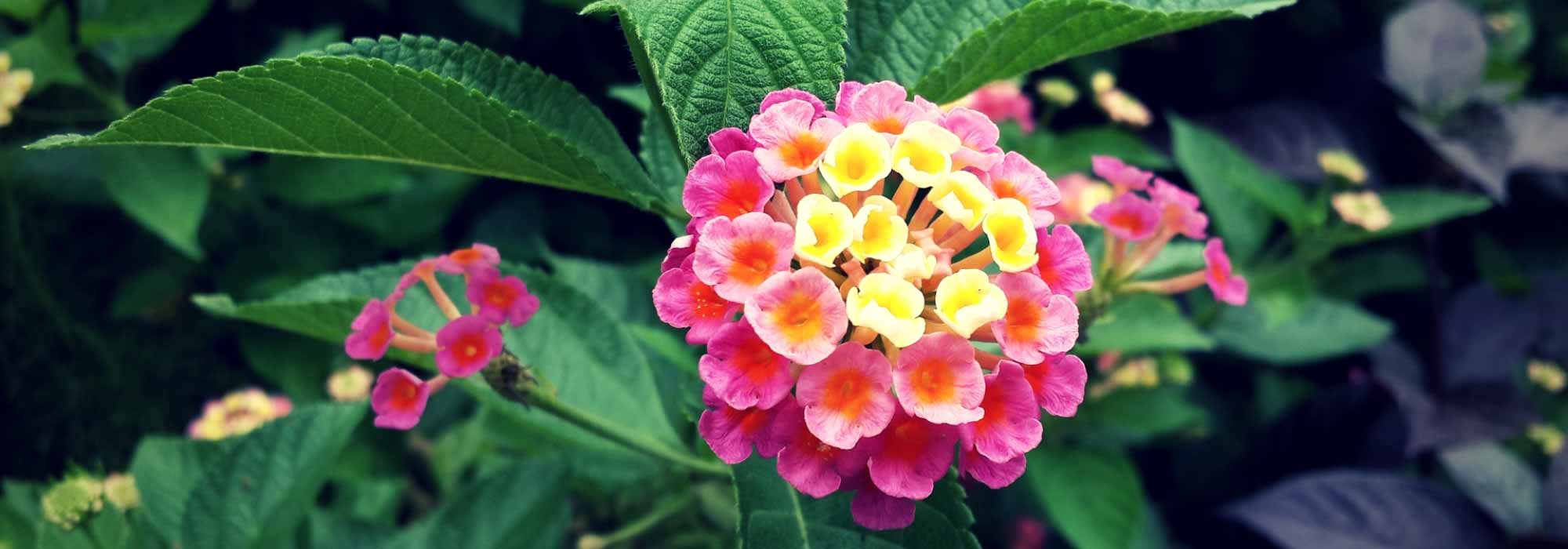 Lantana: Plantación, esqueje, cuidado