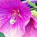 Lavateras, arbustivas y anuales: Plantación, siembra, poda, cuidado