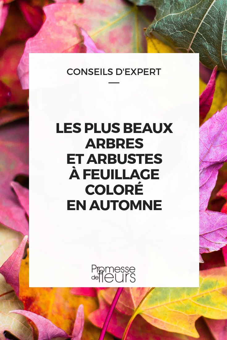 Follajes coloridos en otoño: selección de los mejores árboles y arbustes