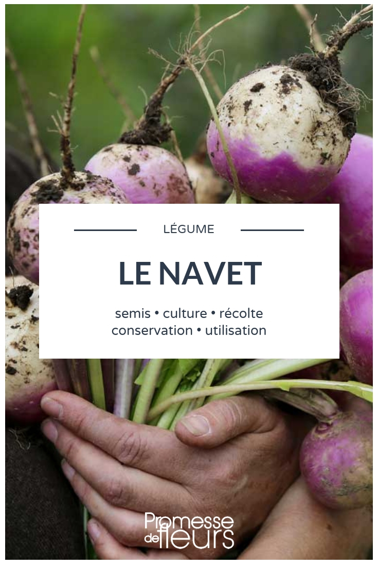 nabo _ siembra, cultivo, cuidado en el huerto