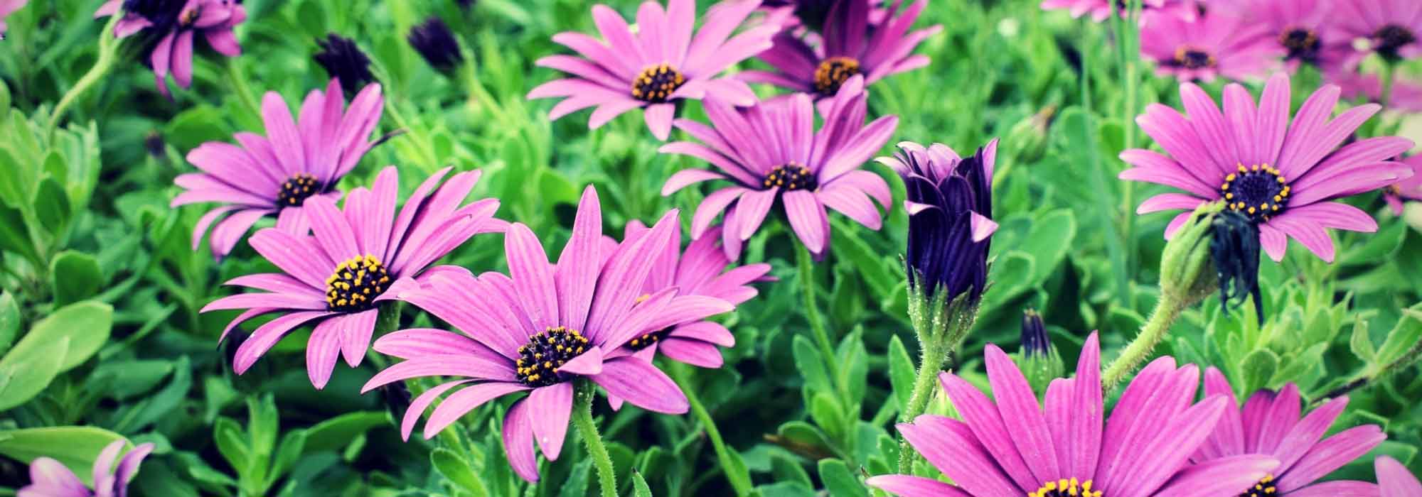 Osteospermum: plantación, poda y cuidados