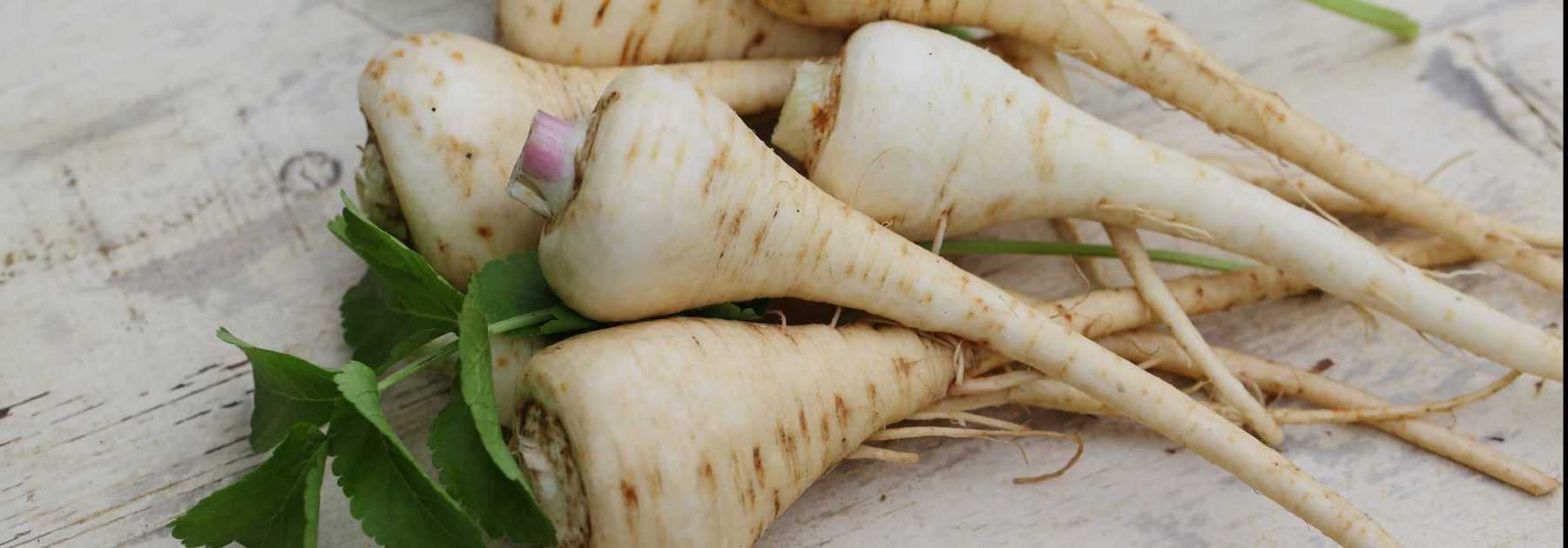 Puerro: sembrar, cultivar, cosechar, conservar