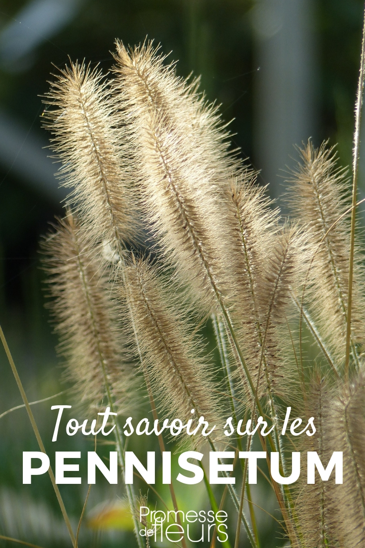 **Pennisetum: Todo lo que necesitas saber**
El **Pennisetum**, también conocido como "cola de zorro" o "hierba de fuente", es una planta ornamental muy apreciada por su elegancia y versatilidad en el jardín. Originario de regiones tropicales y subtropicales, este género pertenece a la familia de las gramíneas (Poaceae) y cuenta con más de 80 especies. Su follaje fino y sus inflorescencias plumosas lo convierten en una opción popular para añadir movimiento y textura a los espacios verdes.
### Características principales
- **Altura**: Varía según la especie, desde 30 cm hasta más de 2 metros.
- **Follaje**: Hojas estrechas y arqueadas, de color verde, púrpura o variegado.
- **Floración**: Espigas plumosas que aparecen en verano y otoño, en tonos que van del blanco al rosa o púrpura.
- **Rusticidad**: Depende de la especie, pero muchas son resistentes a temperaturas de hasta -10°C.
### Especies más populares
1. **Pennisetum alopecuroides**: Conocido como "cola de zorro", es ideal para borduras y macizos.
2. **Pennisetum setaceum**: Destaca por sus hojas rojizas y su aspecto exótico.
3. **Pennisetum villosum**: Perfecto para jardines secos, con inflorescencias blancas y esponjosas.
### Cuidados básicos
- **Luz**: Prefiere lugares soleados, aunque tolera la sombra parcial.
- **Suelo**: Bien drenado, ligero y fértil.
- **Riego**: Moderado, resistente a la sequía una vez establecido.
- **Poda**: Cortar las hojas secas al final del invierno para favorecer el rebrote.
### Usos en el jardín
- **Borduras y macizos**: Combina perfectamente con otras plantas perennes.
- **Jardines modernos**: Aporta un toque contemporáneo y minimalista.
- **Jardines secos**: Ideal para xerojardinería debido a su resistencia a la sequía.
El **Pennisetum** es una planta fácil de cultivar que añade elegancia y dinamismo a cualquier espacio. ¡Incorpórala a tu jardín y disfruta de su belleza durante todo el año! ????