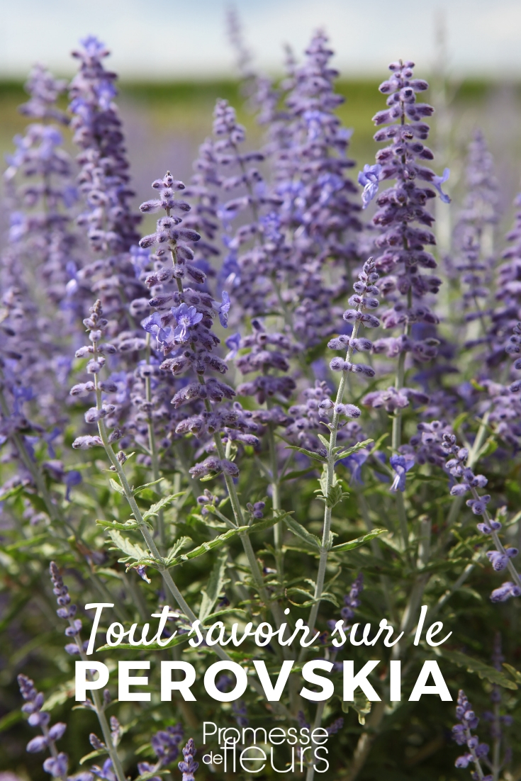 Perovskia, salvia de Afganistán - todo lo que necesitas saber Perovskia, salvia de Afganistán - todo lo que necesitas saber
