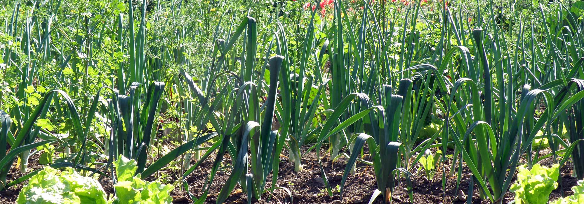 Los puerros: sembrar, plantar, cultivar, cosechar