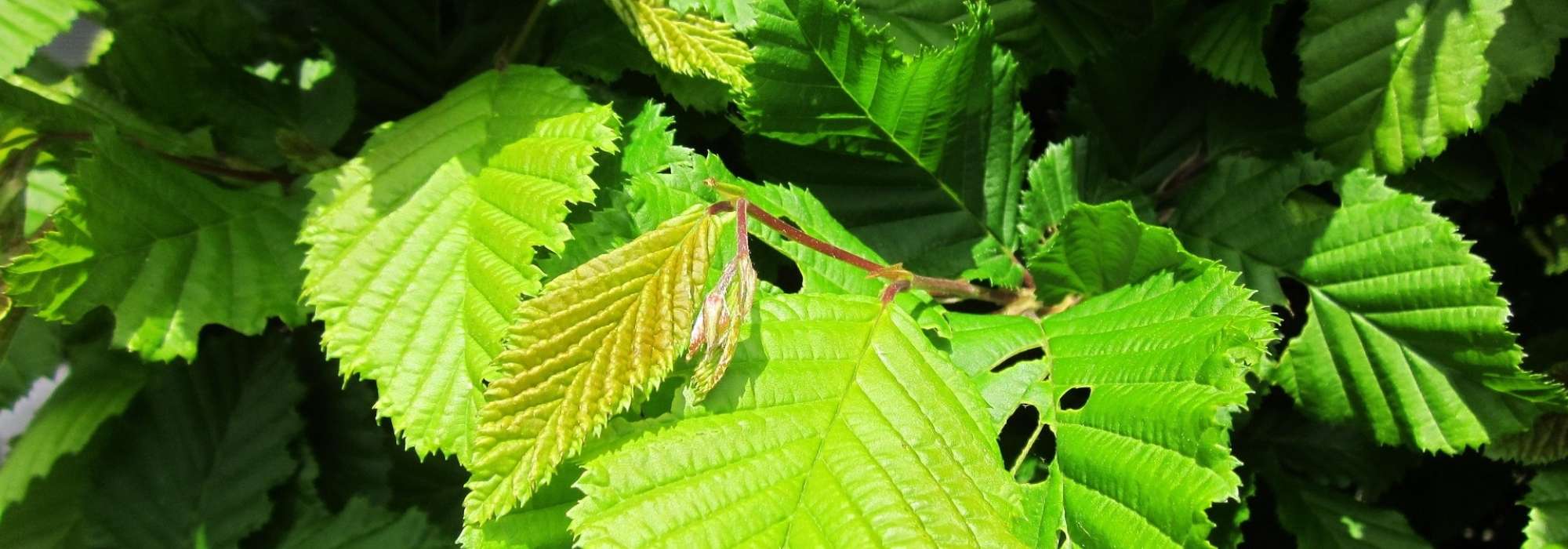 Carpe, carpe: plantar, podar y mantener