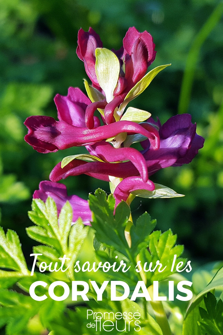 Corydalis: plantar, cultivar y cuidar Corydalis: plantación, cultivo y cuidados - consejos