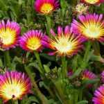 Delosperma, Alfombra rosa: plantar y cultivar