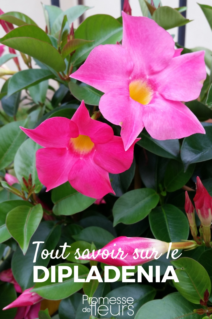 Dipladenia _ plantar, cultivar, cuidar Dipladenia: plantación, cultivo y cuidados
El Dipladenia, también conocido como Mandevilla, es una planta trepadora de origen tropical que destaca por sus flores exuberantes y su follaje brillante. Ideal para embellecer terrazas, balcones o jardines, esta planta es relativamente fácil de cuidar si se siguen algunos consejos básicos. A continuación, te explicamos cómo plantar, cultivar y mantener tu Dipladenia para que luzca espléndido durante toda la temporada.
### Plantación del Dipladenia
1. **Época de plantación**: El mejor momento para plantar el Dipladenia es en primavera, cuando las temperaturas son cálidas y estables.
2. **Ubicación**: Elige un lugar con mucha luz solar, preferiblemente a pleno sol, aunque tolera la sombra parcial.
3. **Sustrato**: Utiliza un suelo bien drenado y rico en materia orgánica. Una mezcla de tierra para macetas con un poco de arena o perlita es ideal.
4. **Maceta o suelo**: Si lo plantas en maceta, asegúrate de que tenga agujeros de drenaje. En el jardín, evita zonas donde se acumule agua.
### Cultivo del Dipladenia
1. **Riego**: Mantén el suelo ligeramente húmedo, pero evita el encharcamiento. Riega regularmente en verano y reduce la frecuencia en invierno.
2. **Abono**: Aplica un fertilizante líquido para plantas con flores cada 15 días durante la temporada de crecimiento (primavera y verano).
3. **Tutorado**: Si deseas que trepe, coloca un soporte o enrejado para guiar sus tallos.
### Cuidados del Dipladenia
1. **Poda**: Poda ligeramente a finales de invierno o principios de primavera para estimular un crecimiento más frondoso y floraciones abundantes.
2. **Protección invernal**: En regiones con inviernos fríos, lleva la planta al interior o protégela con un plástico, ya que no tolera las heladas.
3. **Plagas y enfermedades**: Vigila la aparición de cochinillas o ácaros. Trata con insecticidas naturales si es necesario.
Con estos consejos, tu Dipladenia se convertirá en una de las estrellas de tu jardín o terraza, llenando de color y vida tu espacio exterior. ¡Disfruta de sus flores vibrantes y su encanto tropical! ????